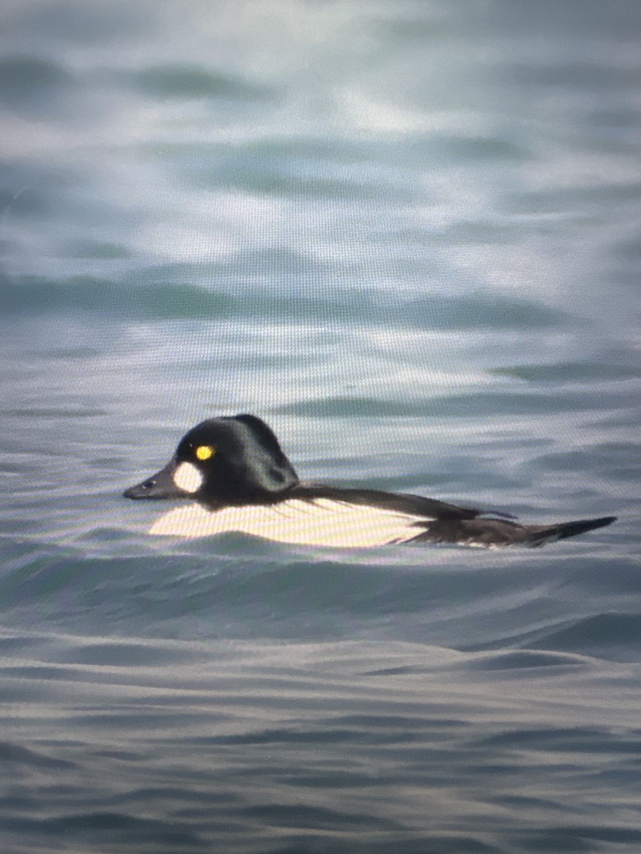 Common Goldeneye - Diane Schlichting