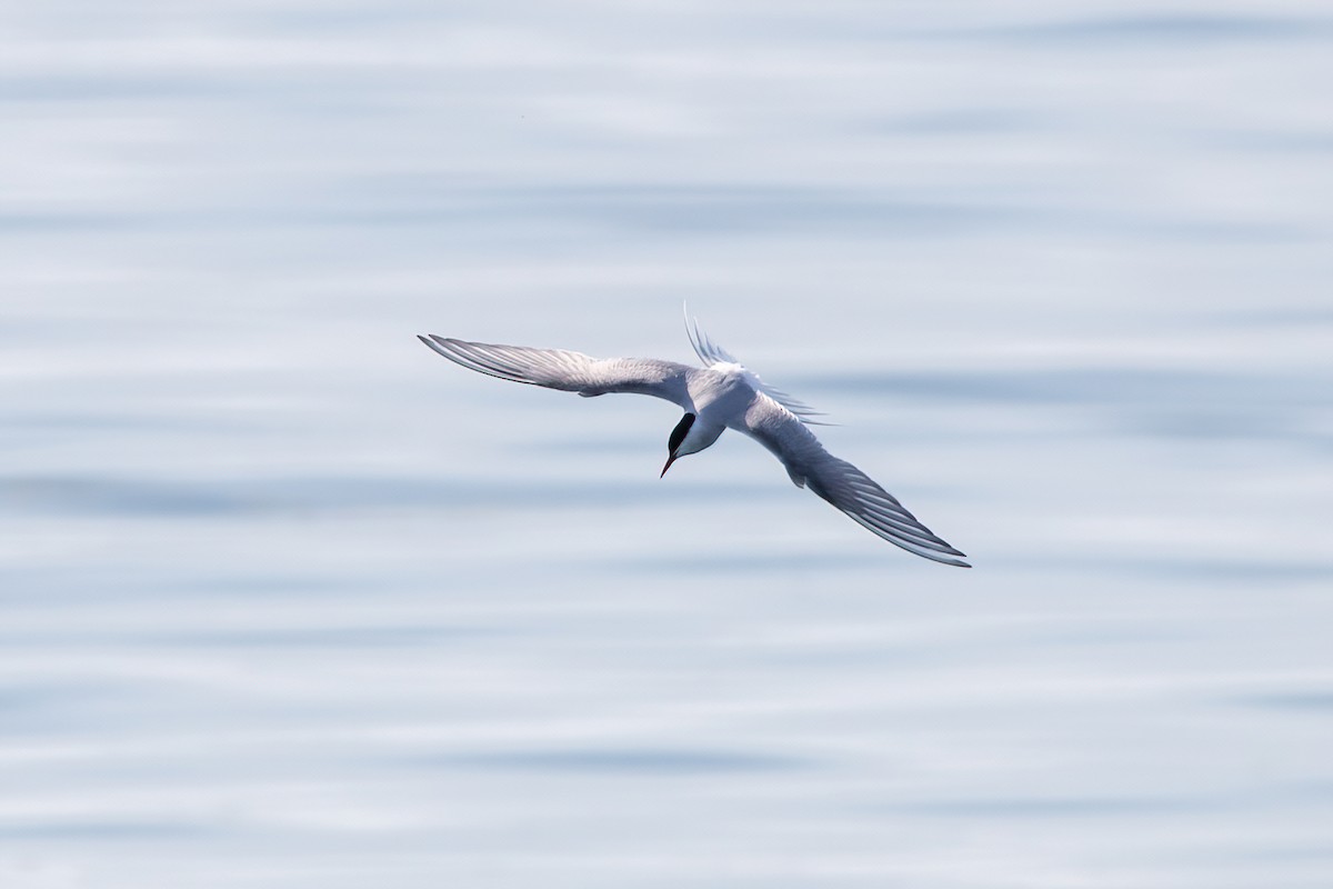 Arctic Tern - Willem Span