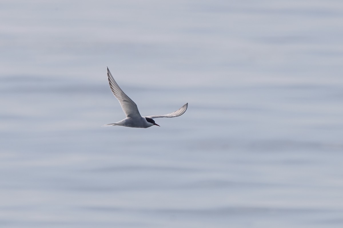 Arctic Tern - Willem Span