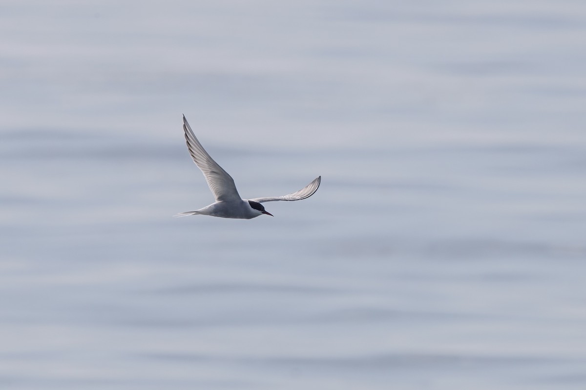 Arctic Tern - ML619454782