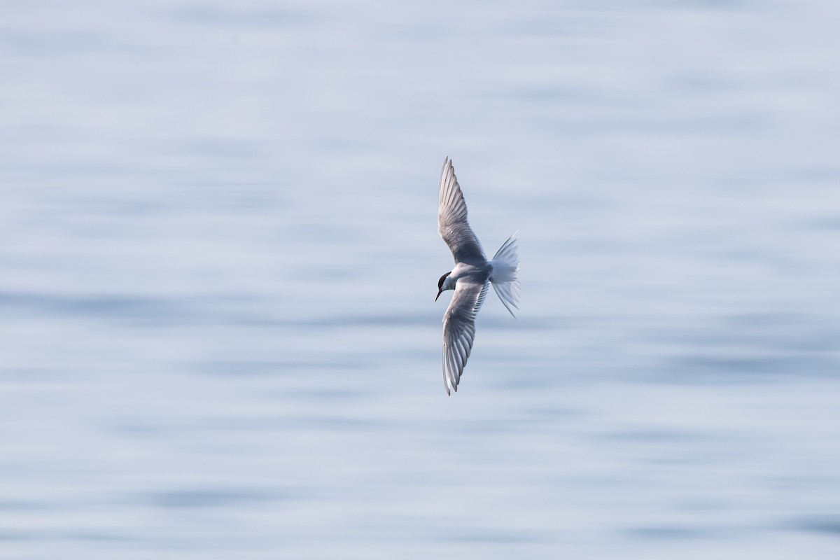 Arctic Tern - Willem Span