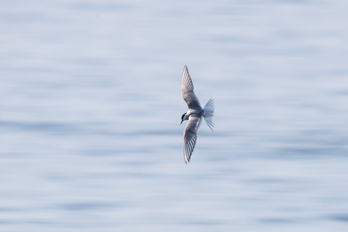 Arctic Tern - ML619454783