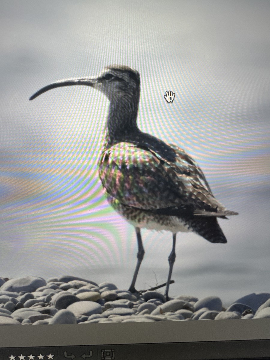 Whimbrel - Diane Schlichting