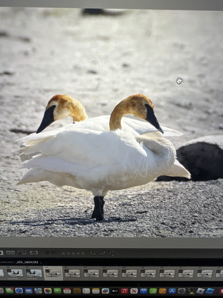 Trumpeter Swan - Diane Schlichting