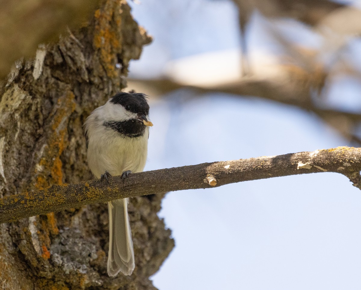 Black-capped Chickadee - Anne Heyerly