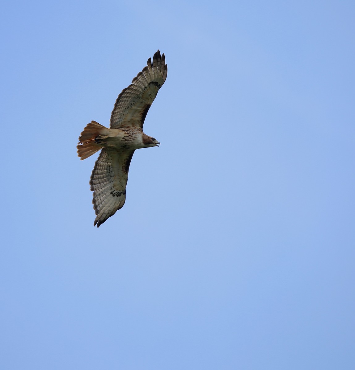 Red-tailed Hawk - ML619454798