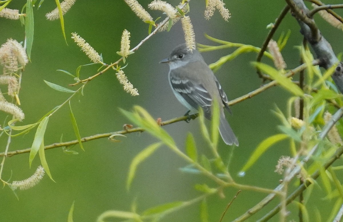 Least Flycatcher - Dennis Mersky