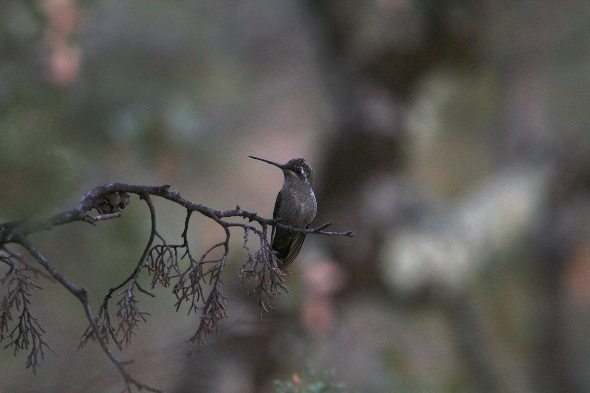 Rivoli's Hummingbird - Jesse Pline