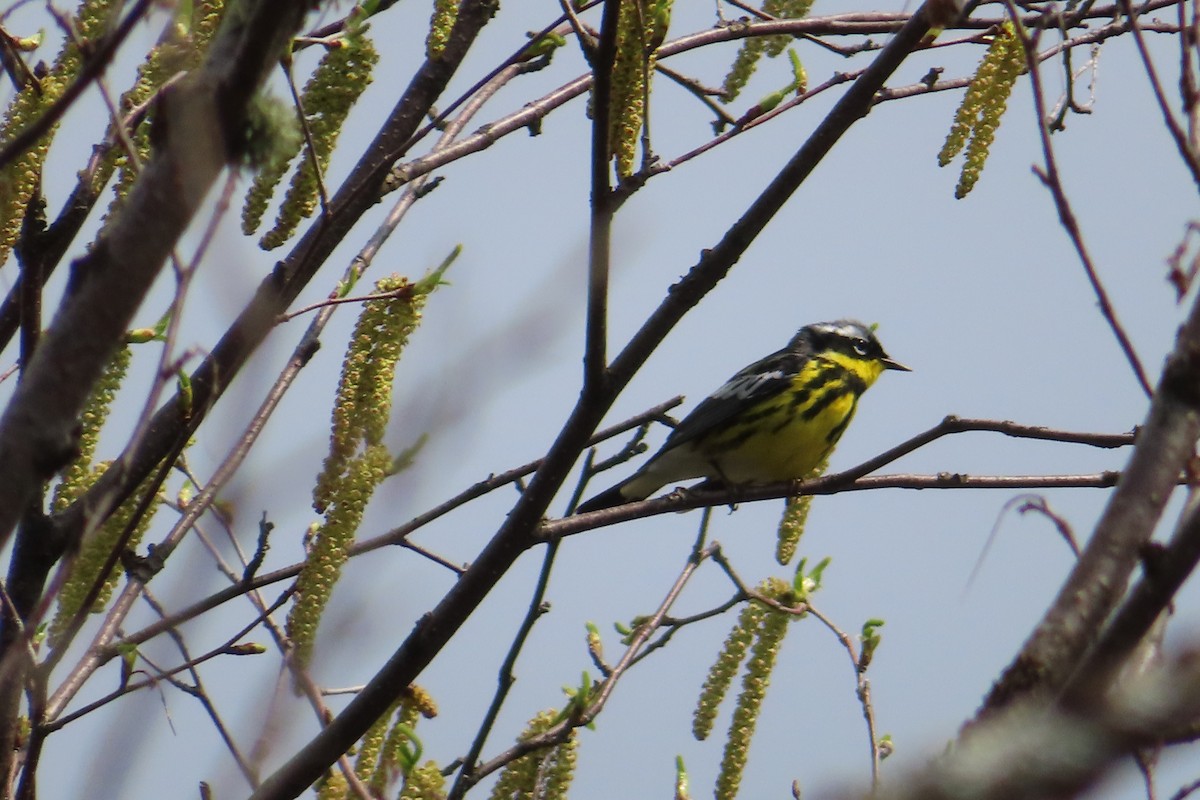 Magnolia Warbler - Sylvie Gagnon