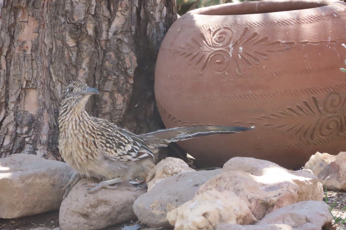 Greater Roadrunner - David Brinkman