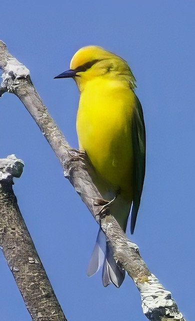 Blue-winged Warbler - Theodore  Anderson