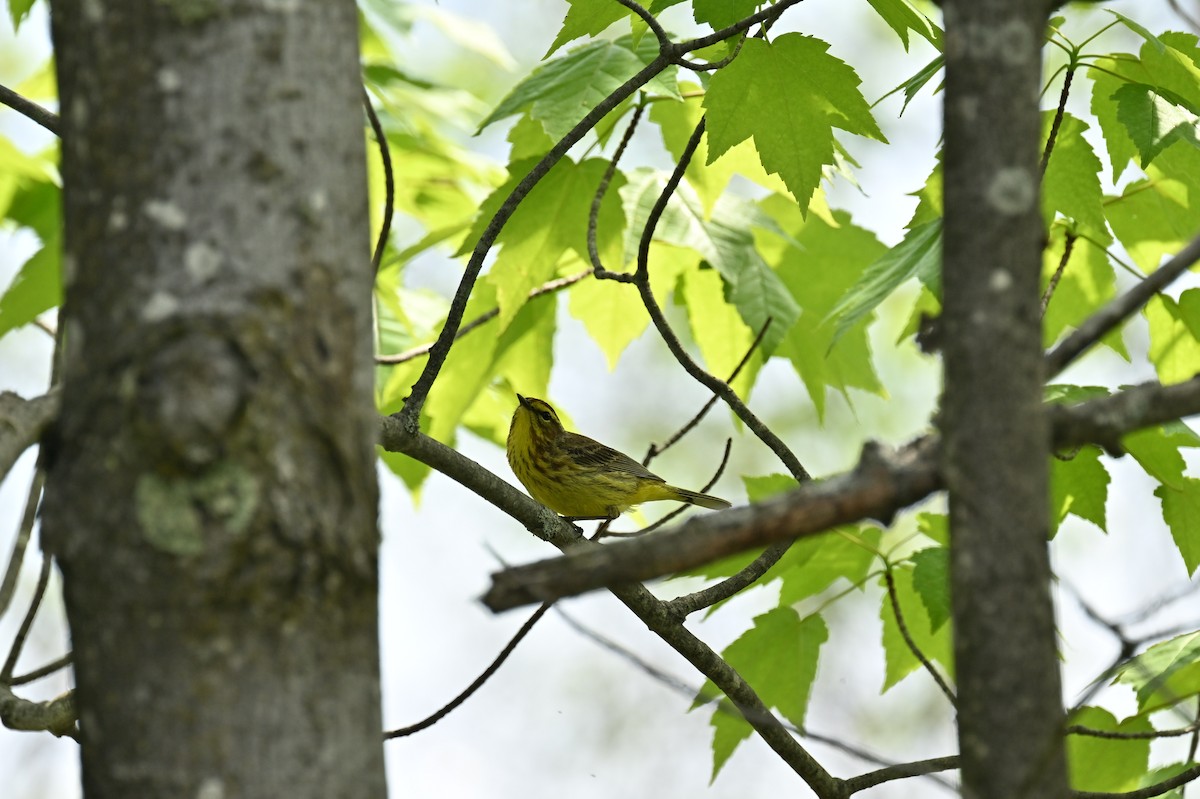 Palm Warbler - france dallaire