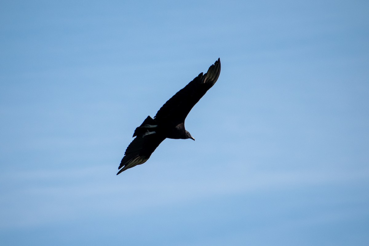 Black Vulture - Dawn S