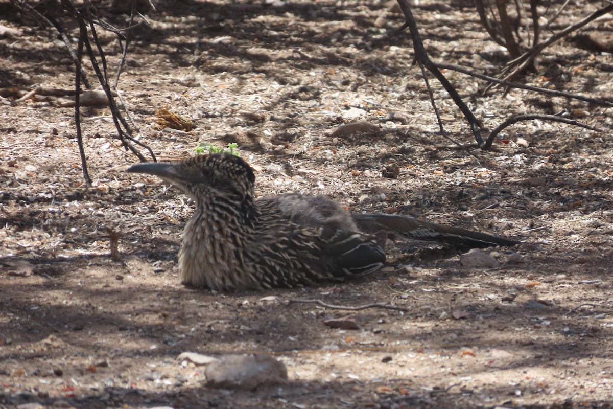 Greater Roadrunner - David Brinkman