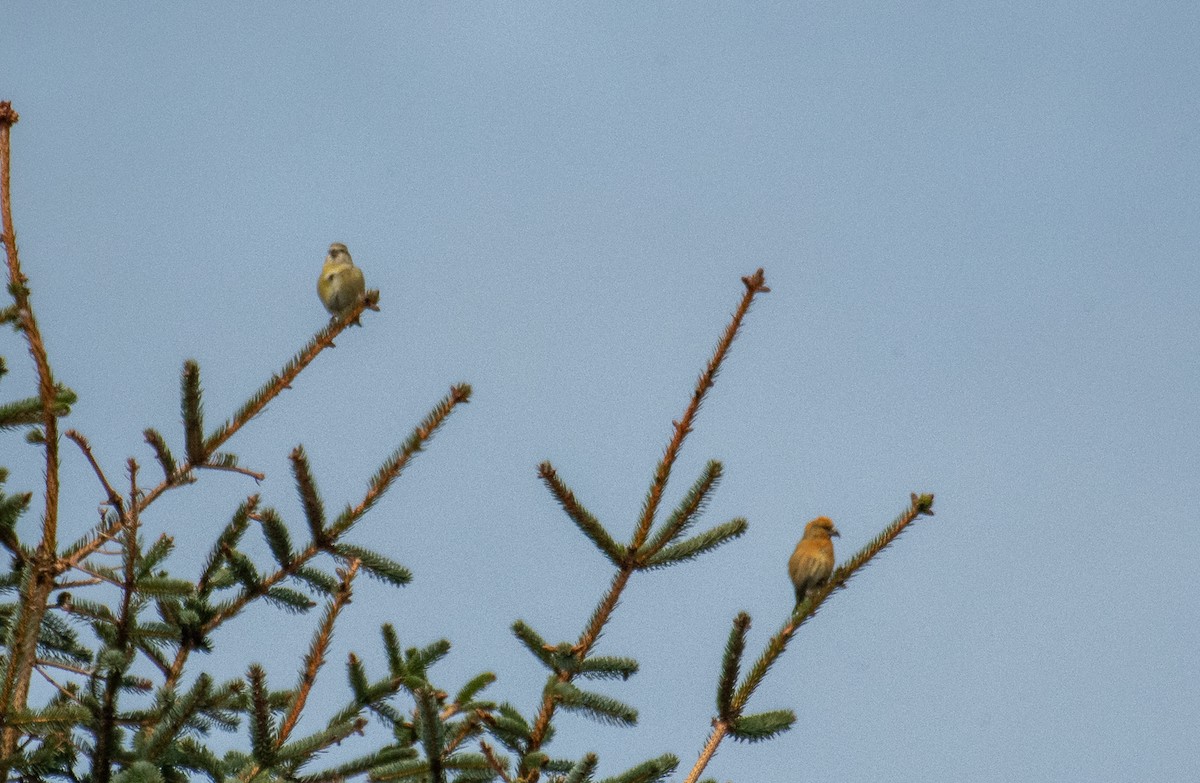 Red Crossbill - Theo de Clermont
