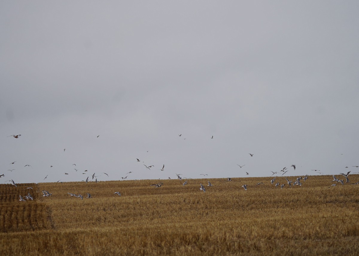 Franklin's Gull - ML619454841