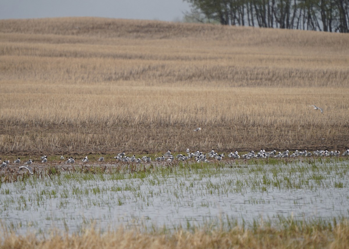 Franklin's Gull - ML619454842