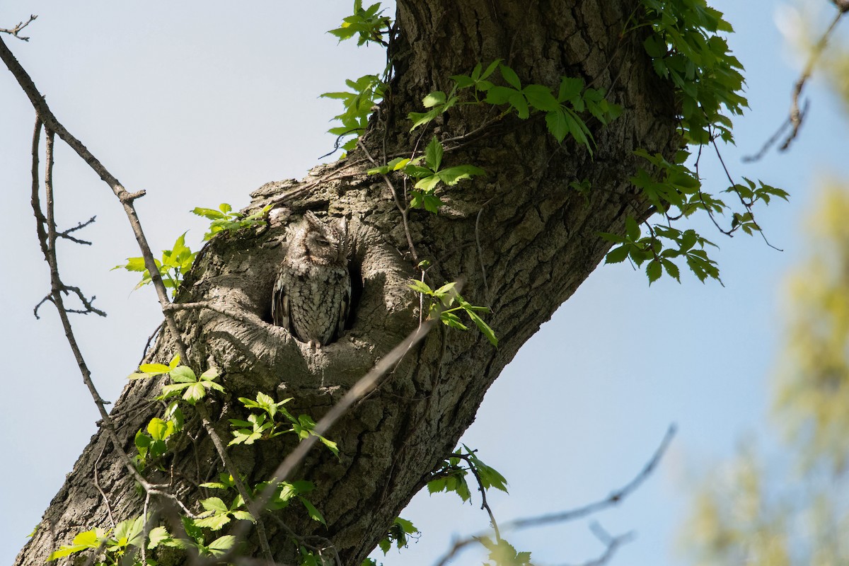 Eastern Screech-Owl - Sterling Sztricsko