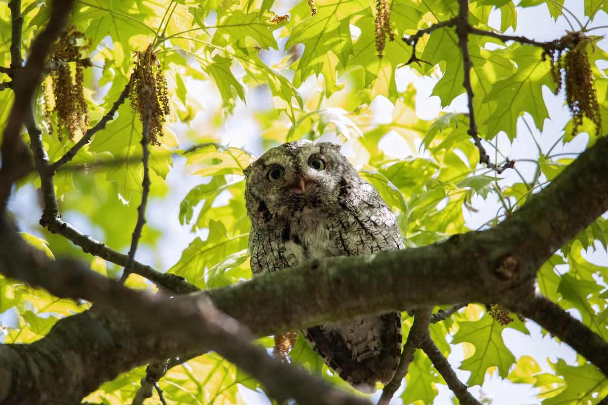 Eastern Screech-Owl - Sterling Sztricsko