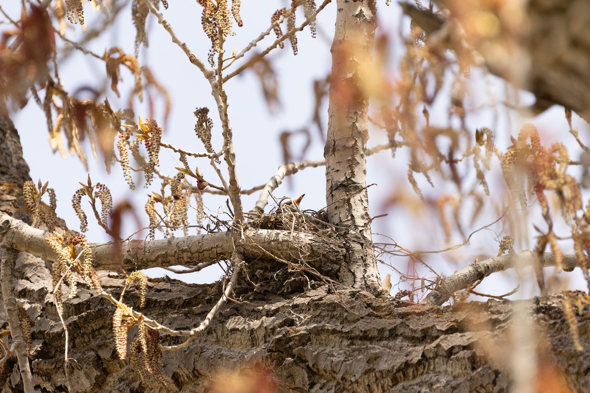 American Robin - ML619454850