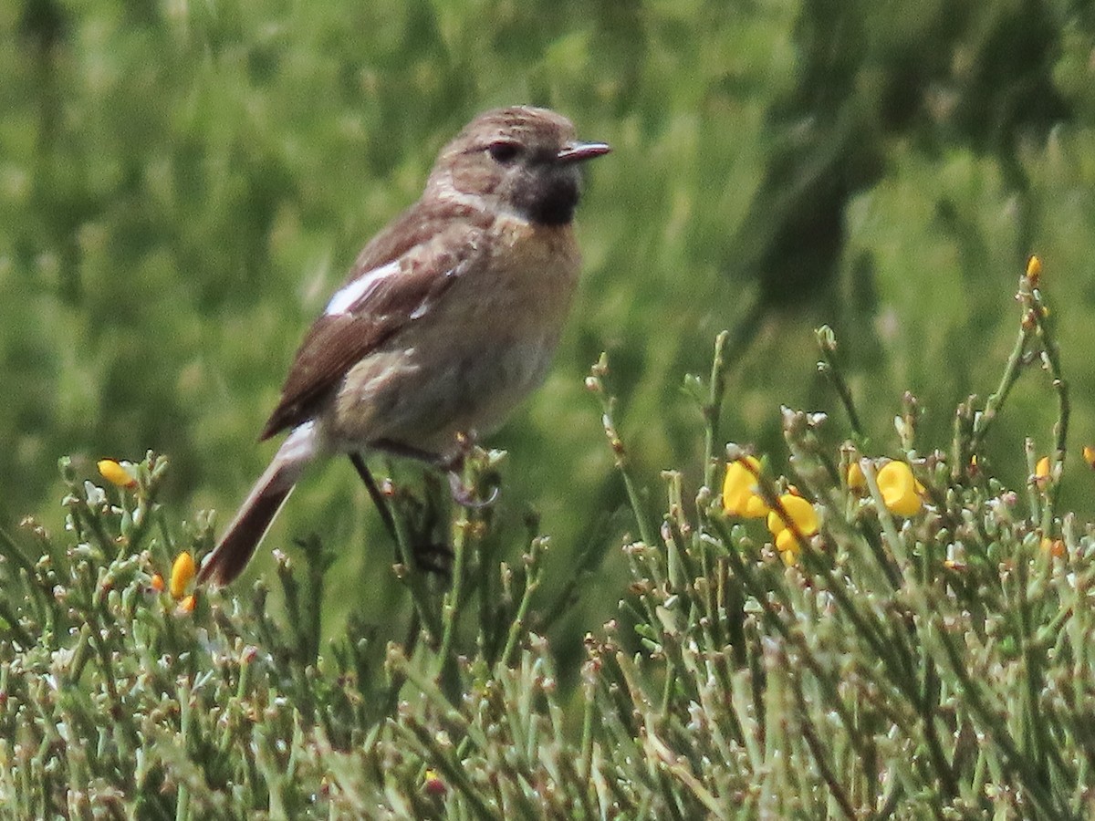 European Stonechat - Paco Torralba