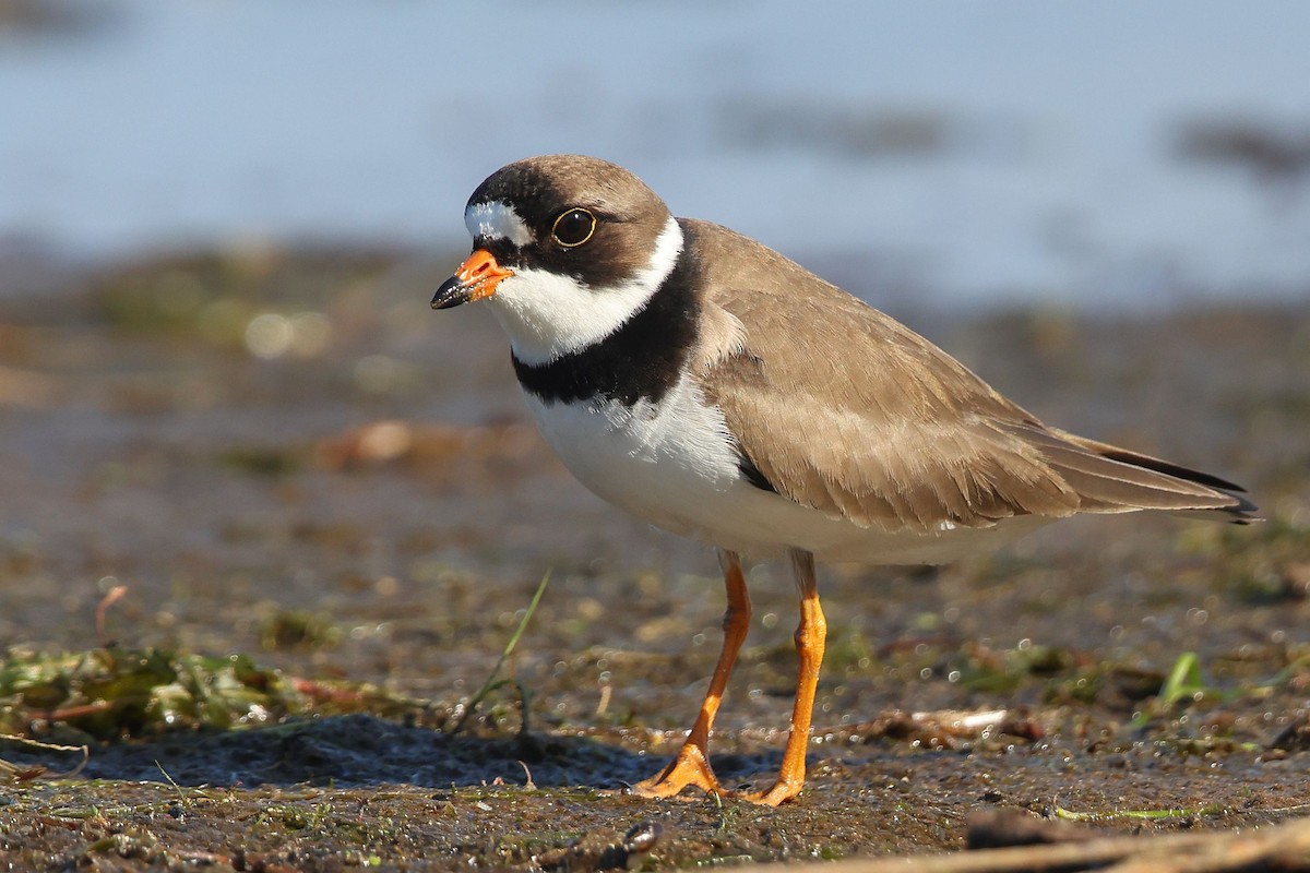 Semipalmated Plover - ML619454856