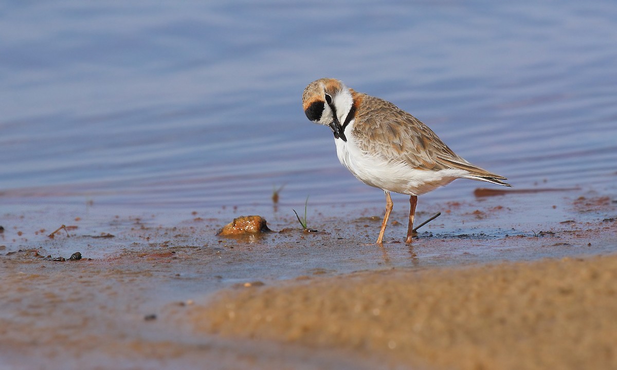 Collared Plover - Adrián Braidotti