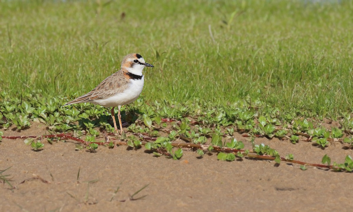 Collared Plover - Adrián Braidotti