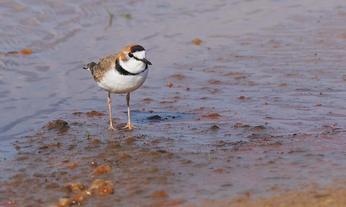 Collared Plover - Adrián Braidotti