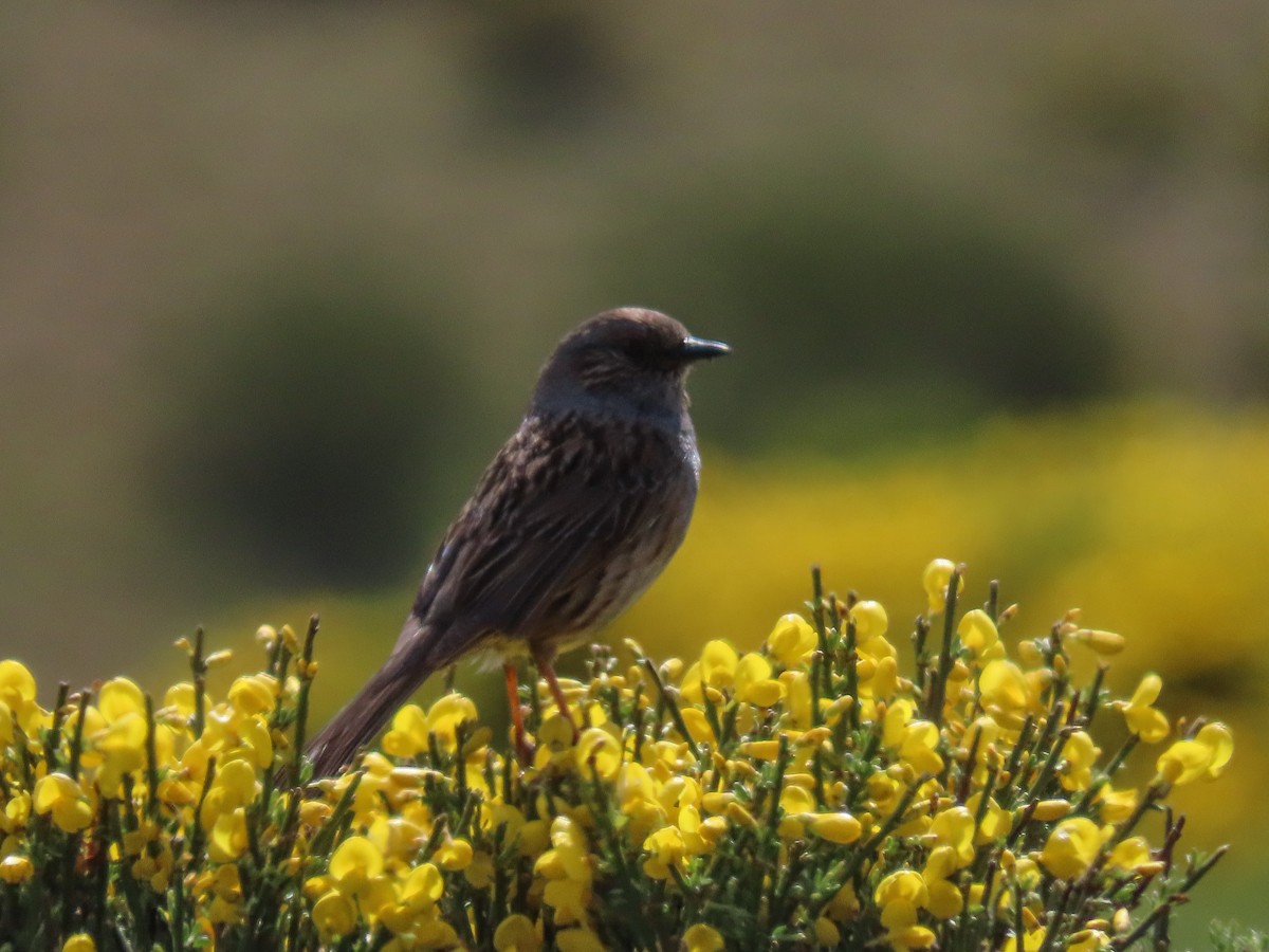 Dunnock - Paco Torralba