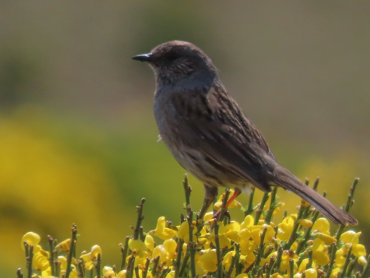 Dunnock - Paco Torralba