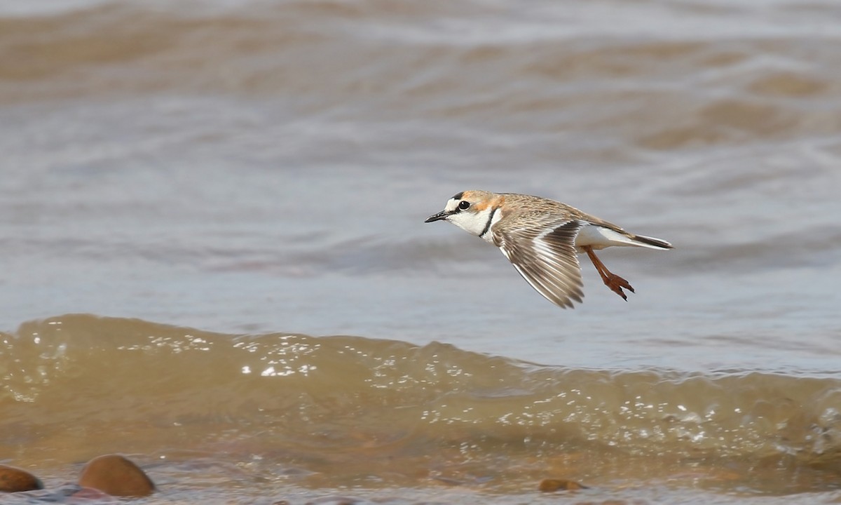 Collared Plover - Adrián Braidotti