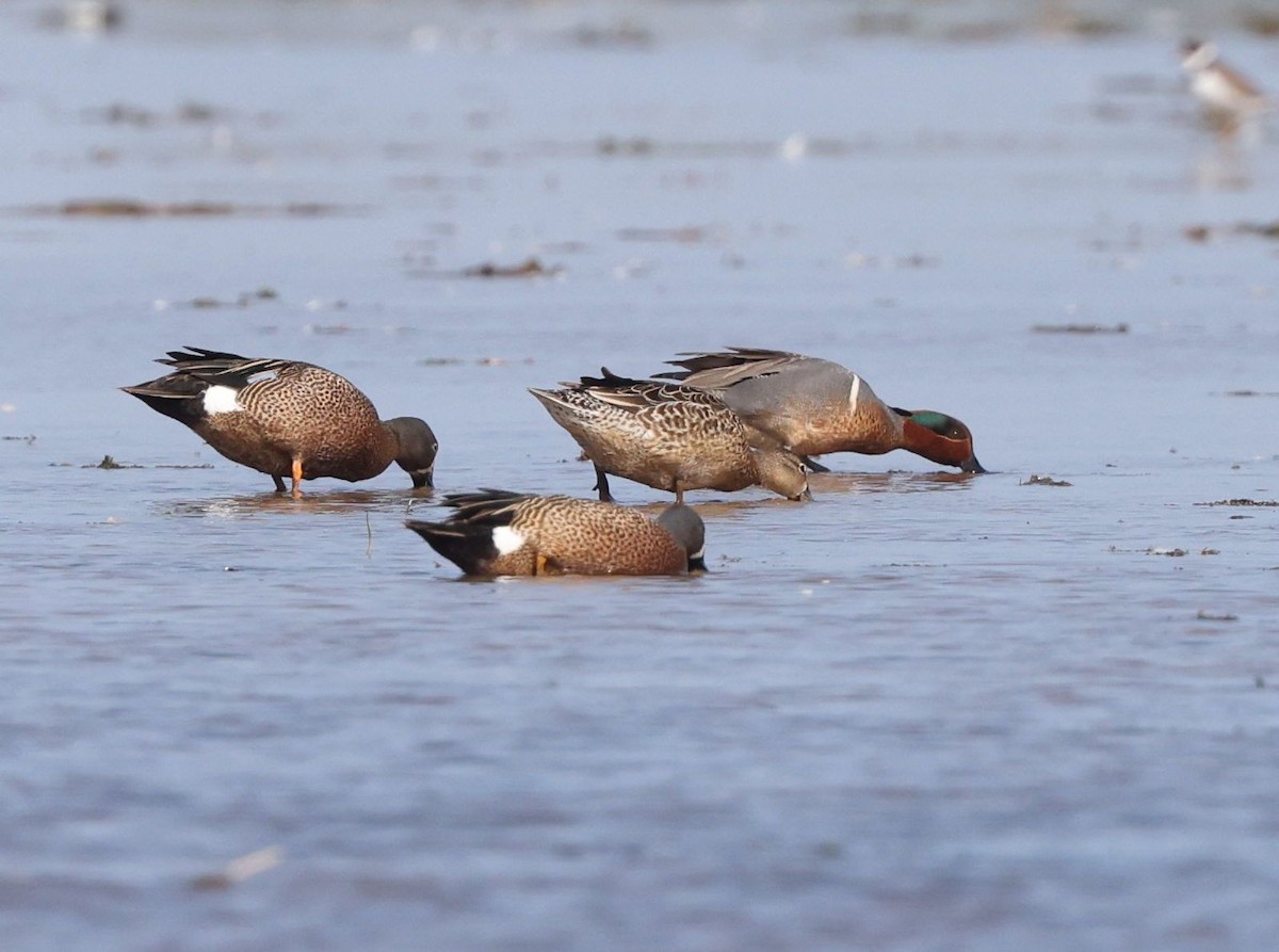 Blue-winged Teal - ML619454873