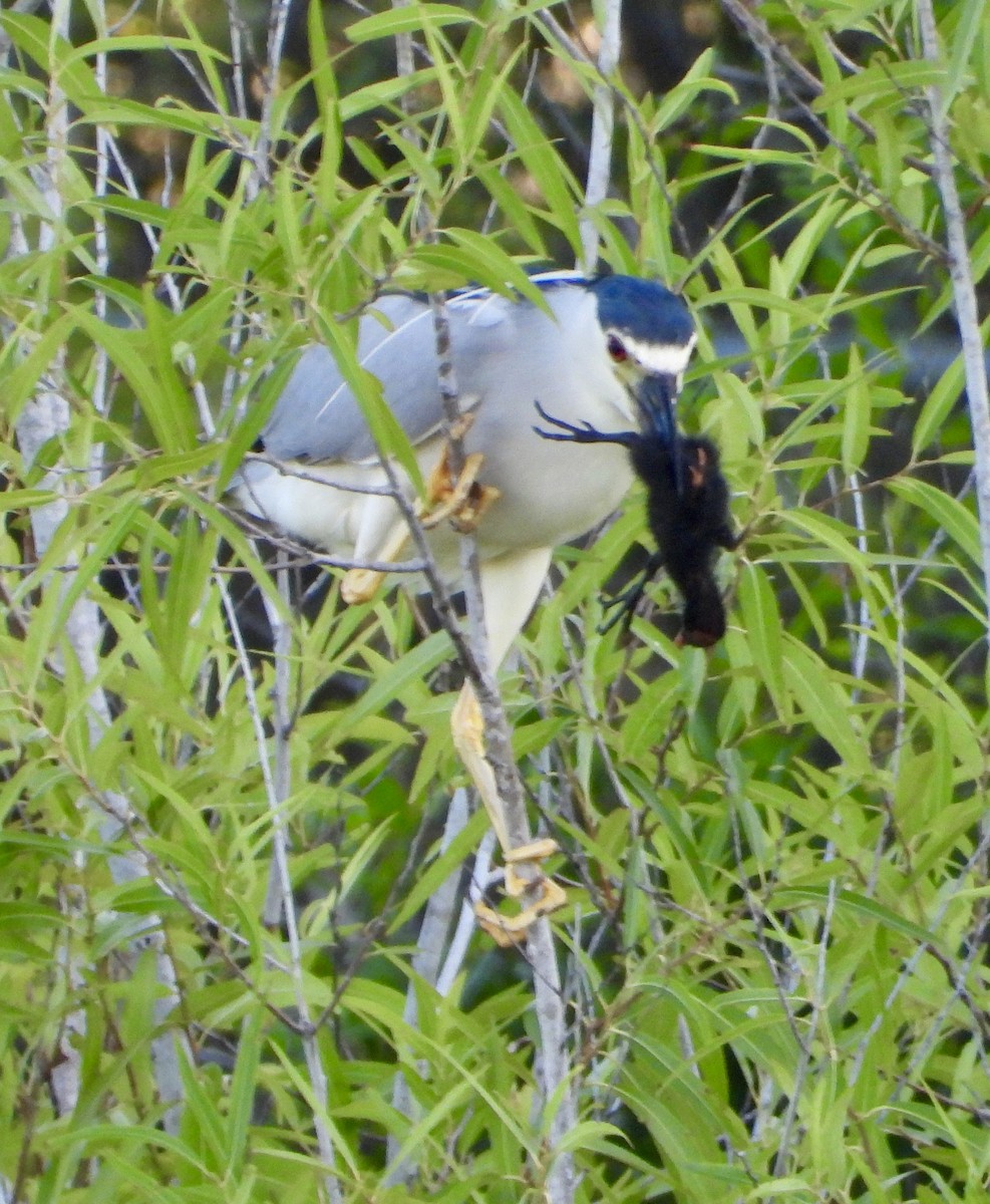 Black-crowned Night Heron - Eve Waterman