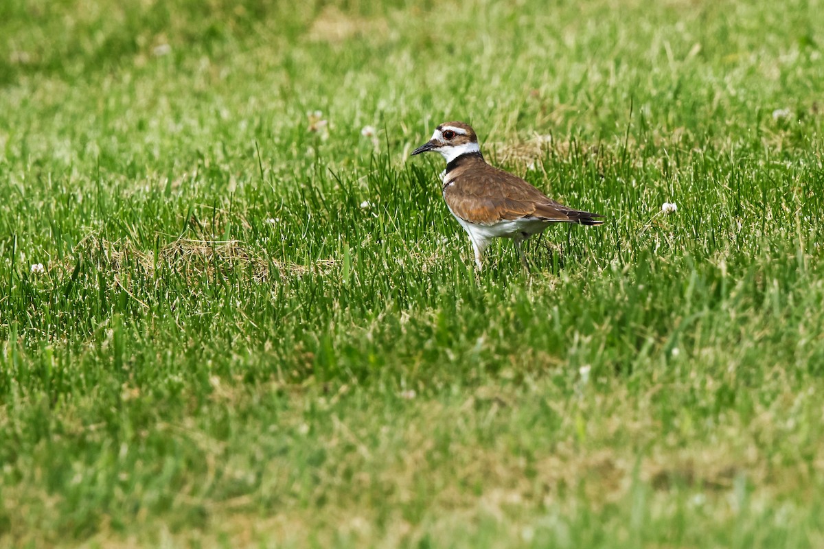 Killdeer - David Mayle