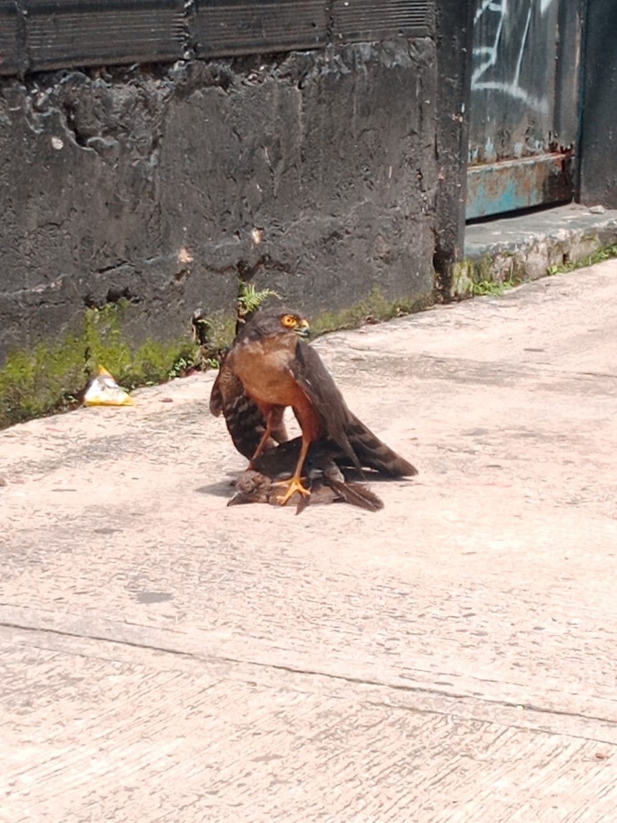 Sharp-shinned Hawk - Gabriel Acevedo