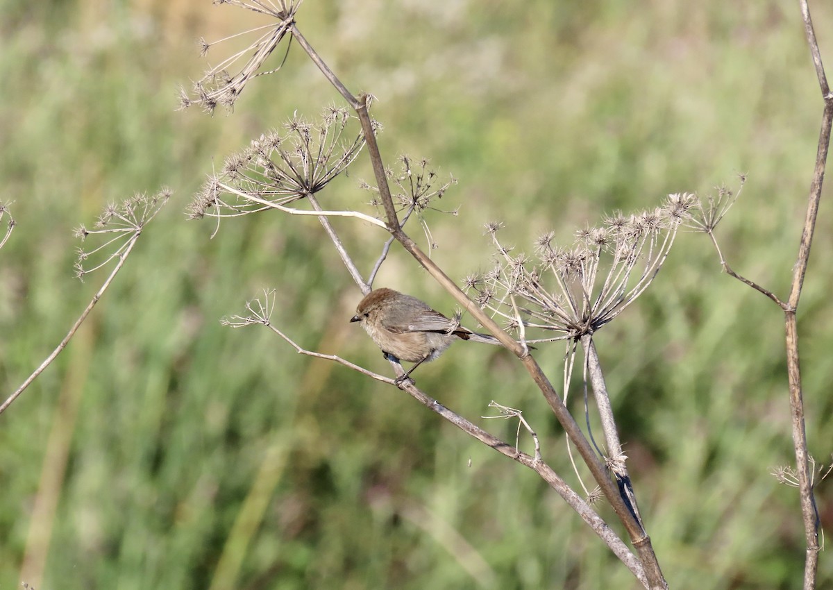 Bushtit - Anonymous