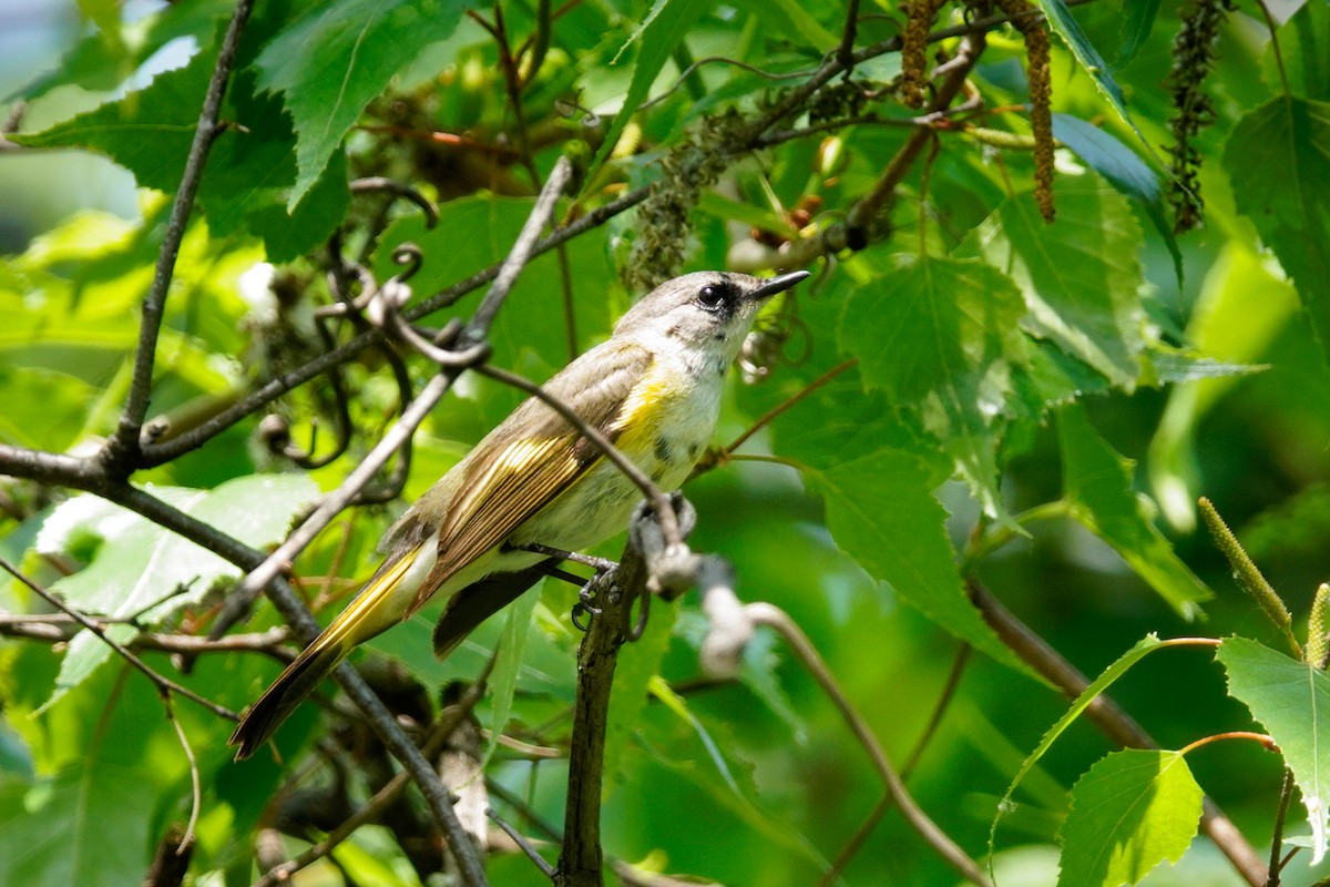 American Redstart - Louise Courtemanche 🦅