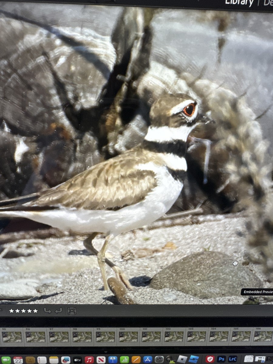 Killdeer - Diane Schlichting