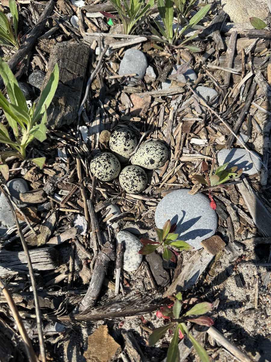 Killdeer - Diane Schlichting