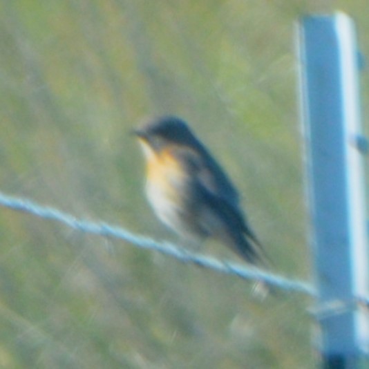 Western Bluebird - Charles Taft