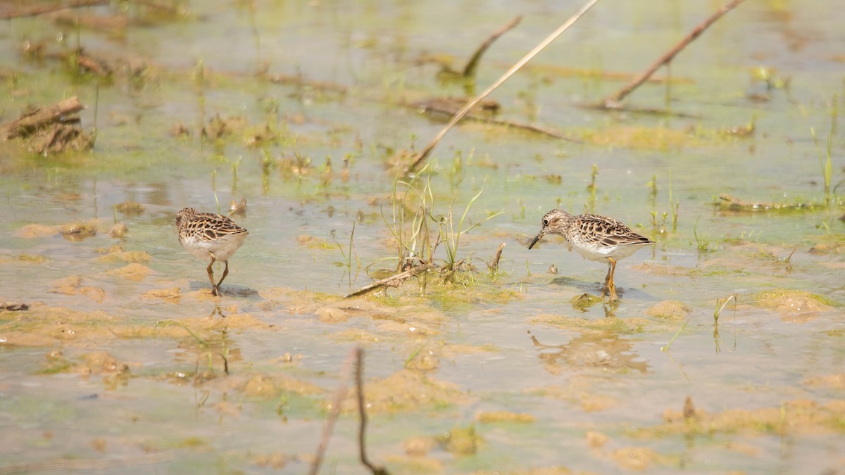 Least Sandpiper - Sterling Sztricsko