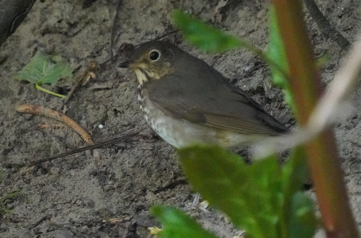 Swainson's Thrush - Dennis Mersky