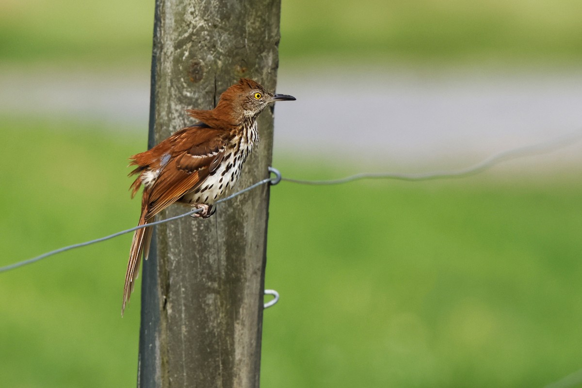 Brown Thrasher - David Mayle