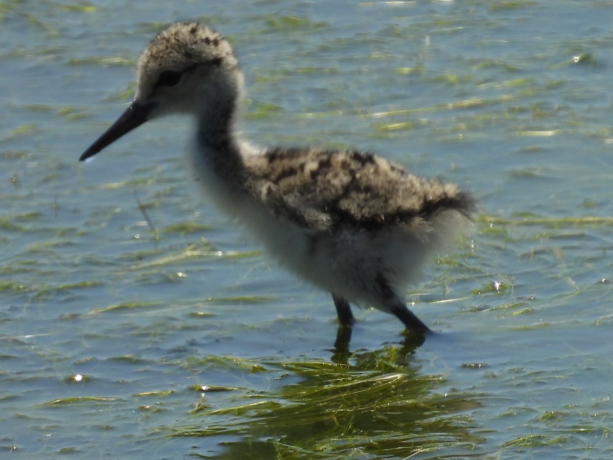 Black-necked Stilt - Dave Ball