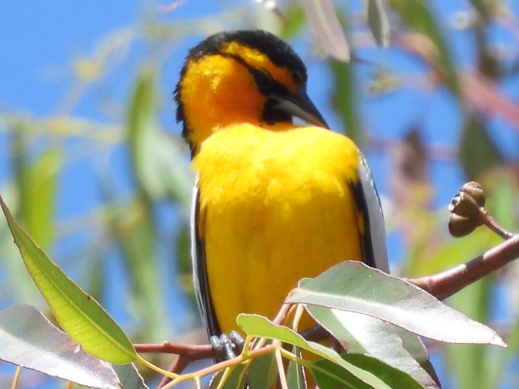 Hooded Oriole - Dave Ball