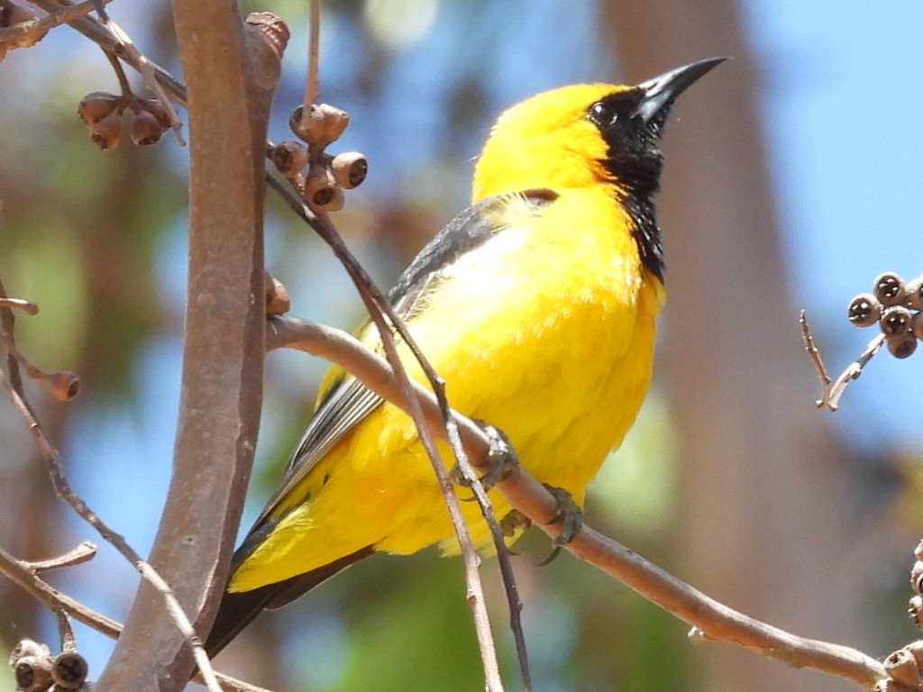Hooded Oriole - Dave Ball