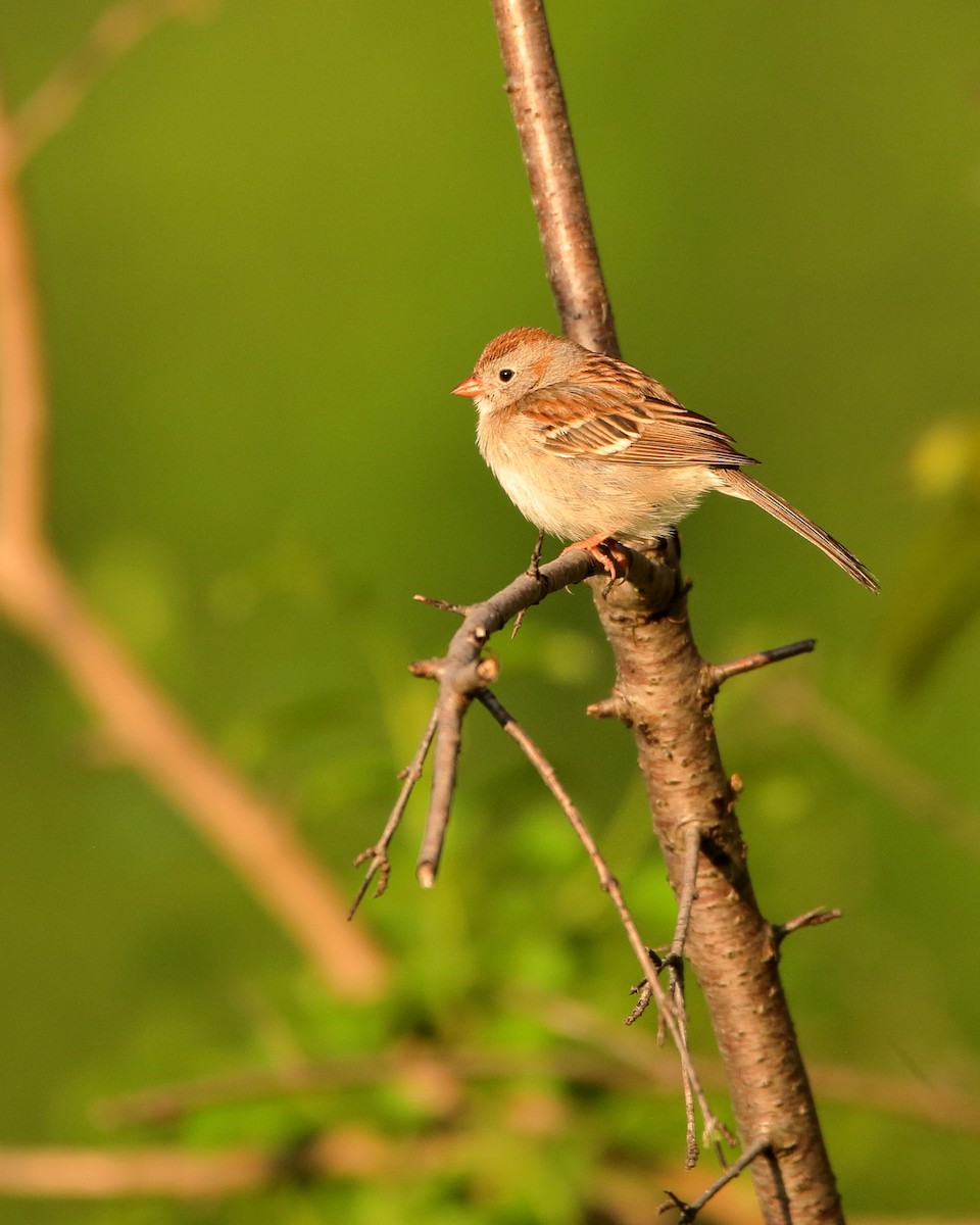 Field Sparrow - Wes Slauenwhite