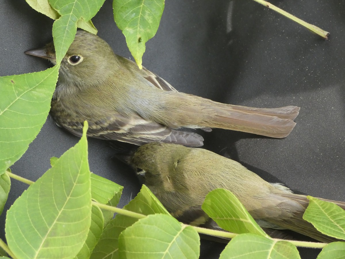 Acadian Flycatcher - Laury Arkus