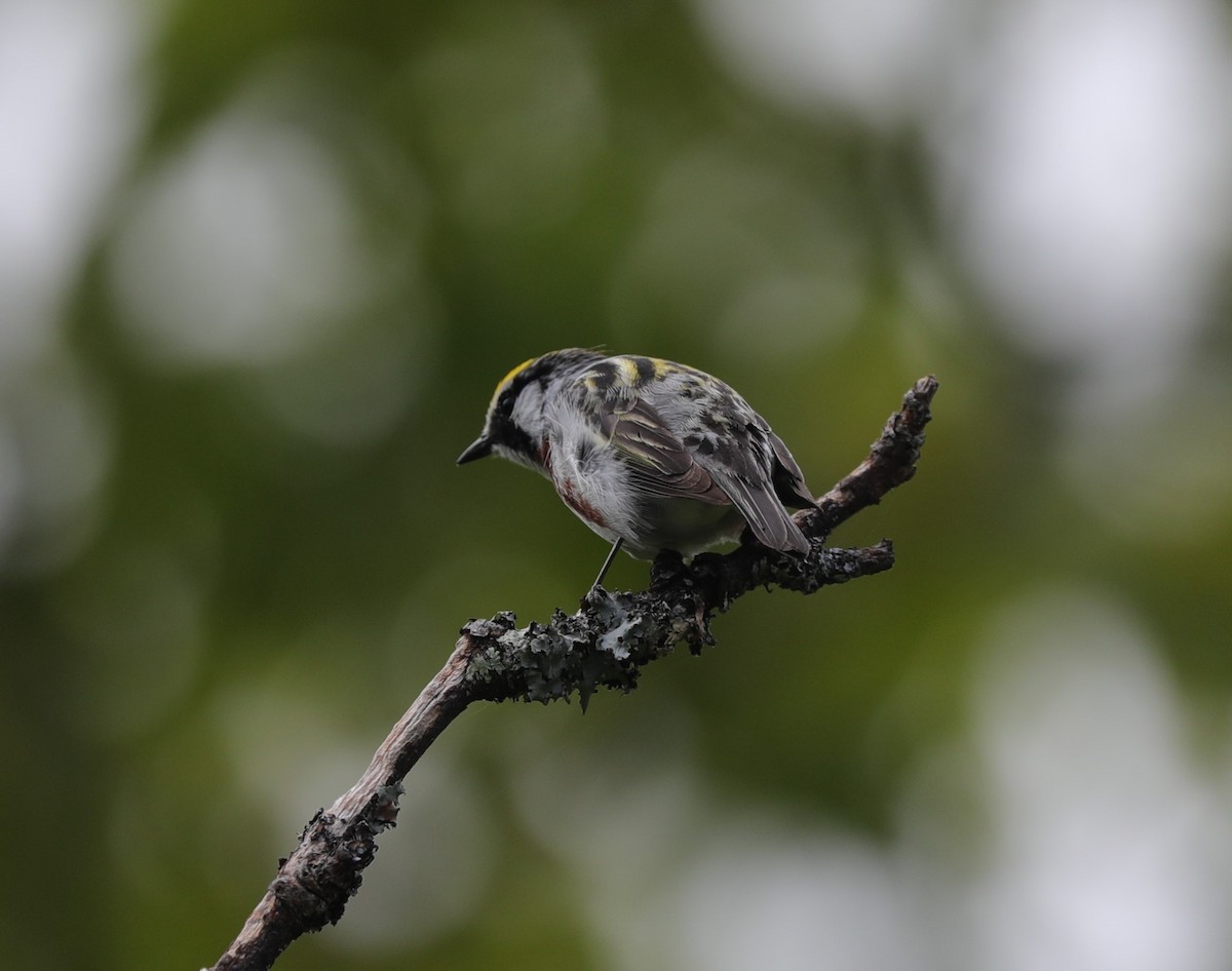 Chestnut-sided Warbler - Laurel Barnhill